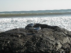 Trips New England Hampshire beach birds